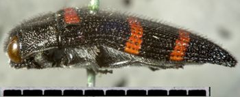 Media type: image;   Entomology 7141 Aspect: habitus lateral view